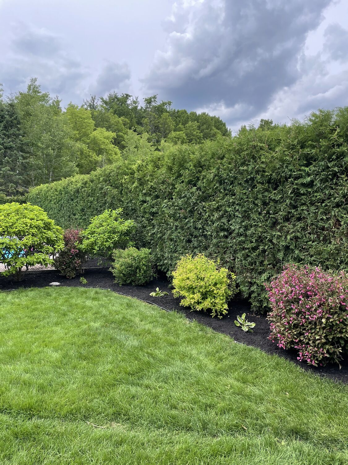 Neatly trimmed cedar hedge and shrubs after Royal Landscaping work
