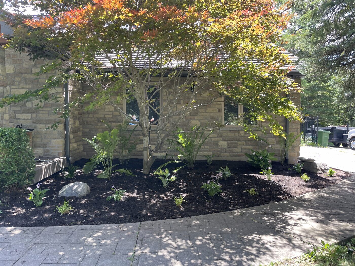 Fresh mulch garden bed with new plantings under a red maple