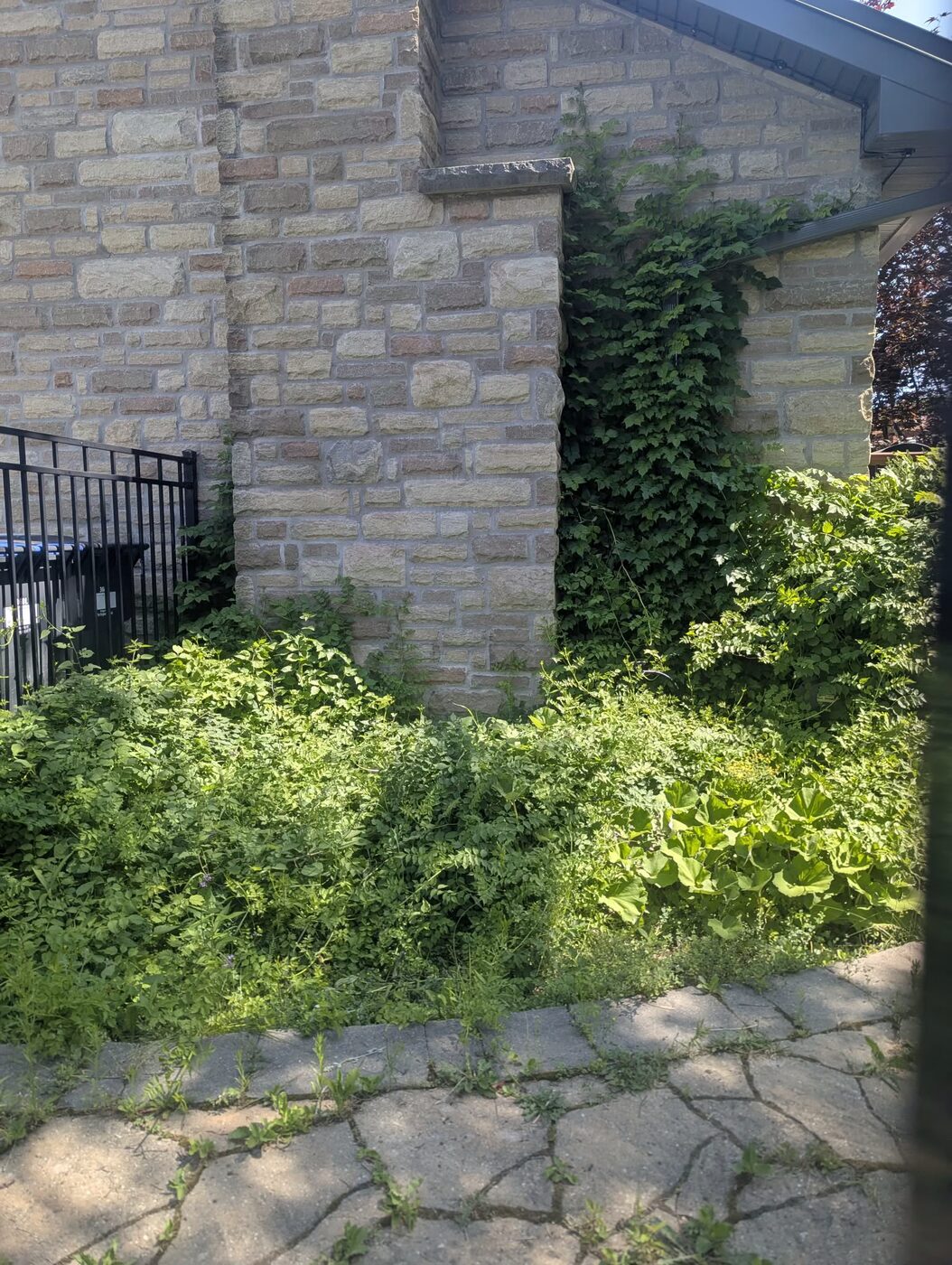 Overgrown stone house corner before Royal Landscaping work