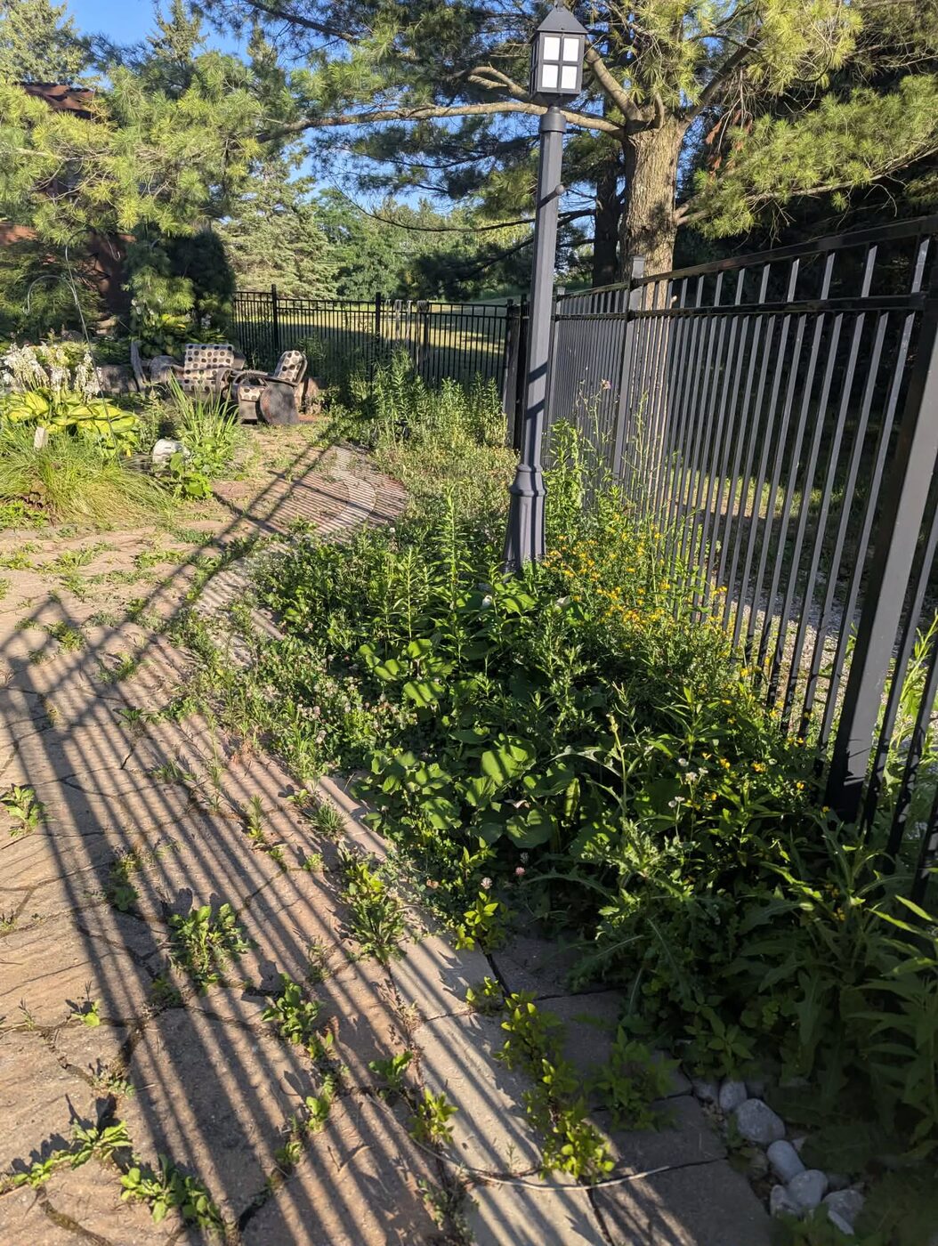 Overgrown flagstone walkway before Royal Landscaping work