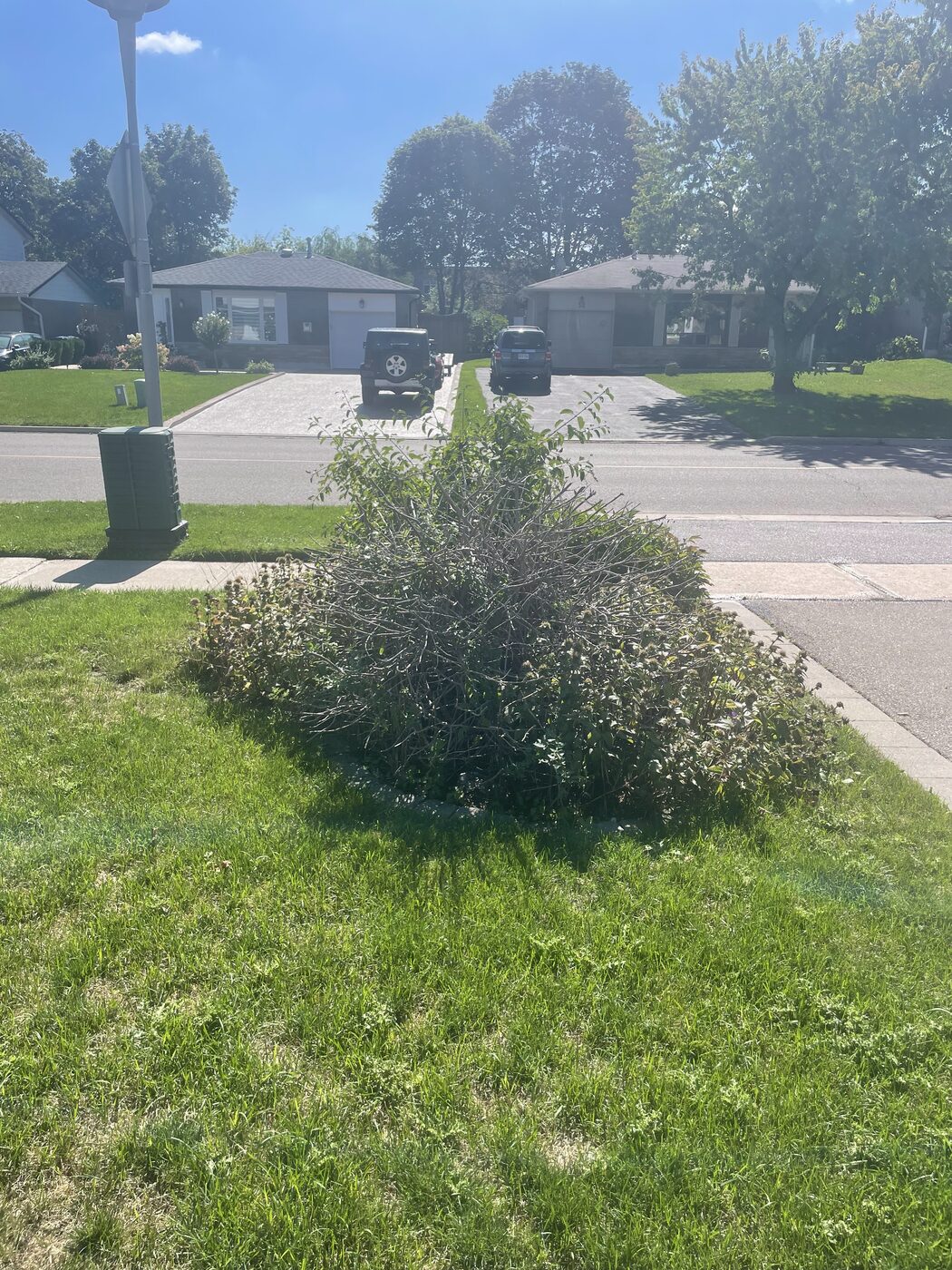 Overgrown front-yard shrub before Royal Landscaping work