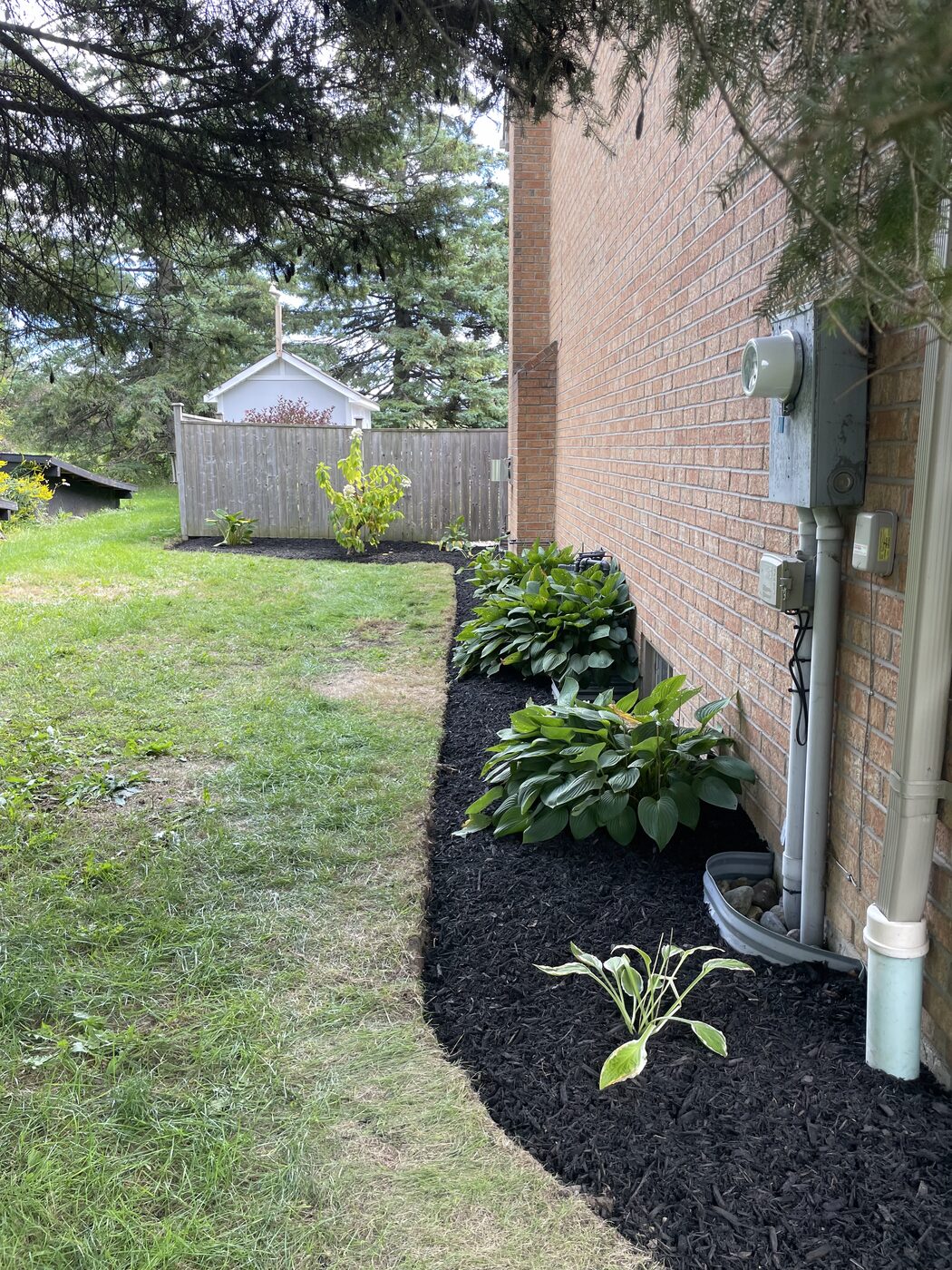 Fresh mulch bed with hostas along the side of a home