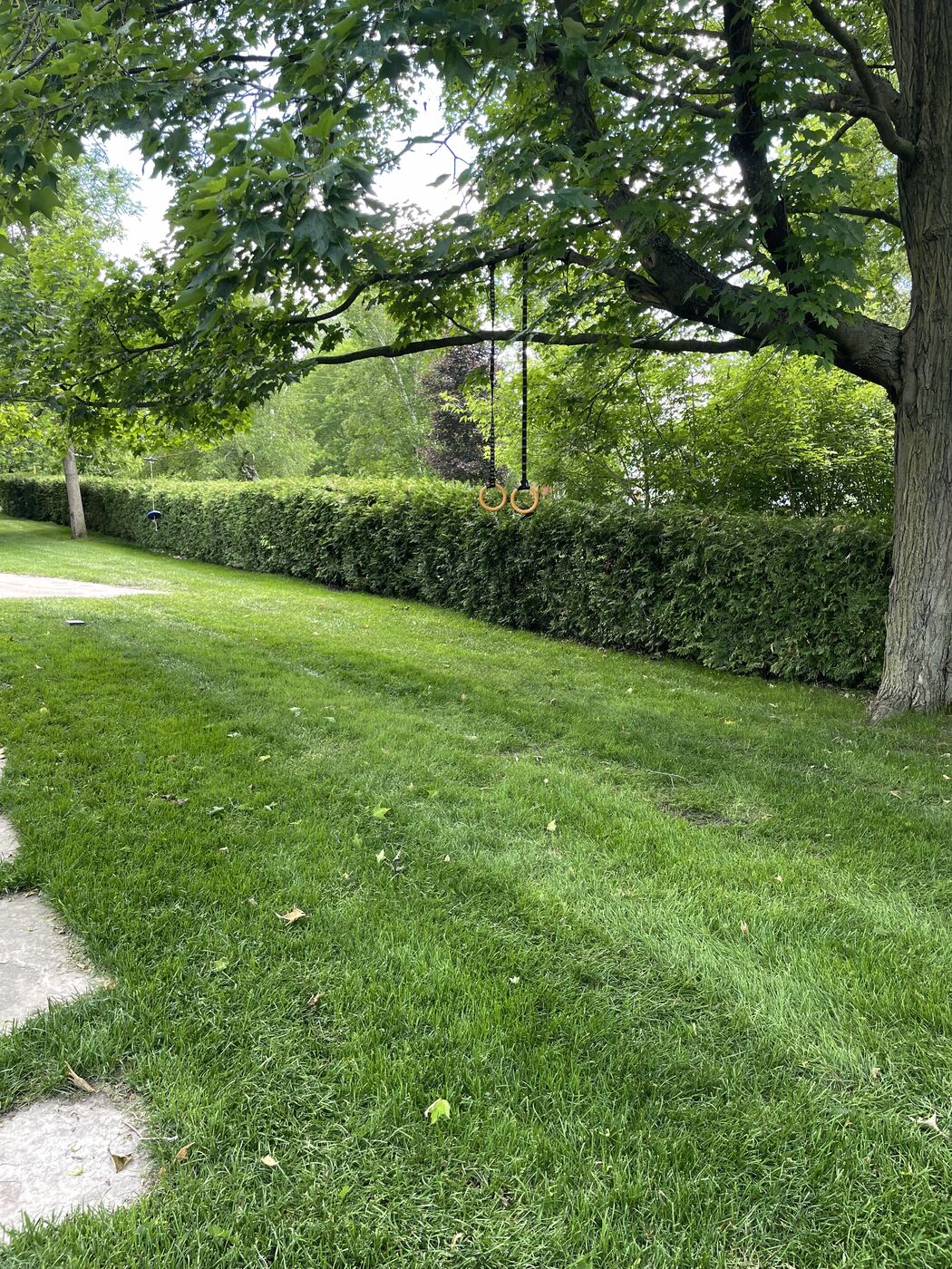 Neatly trimmed hedge along a green lawn