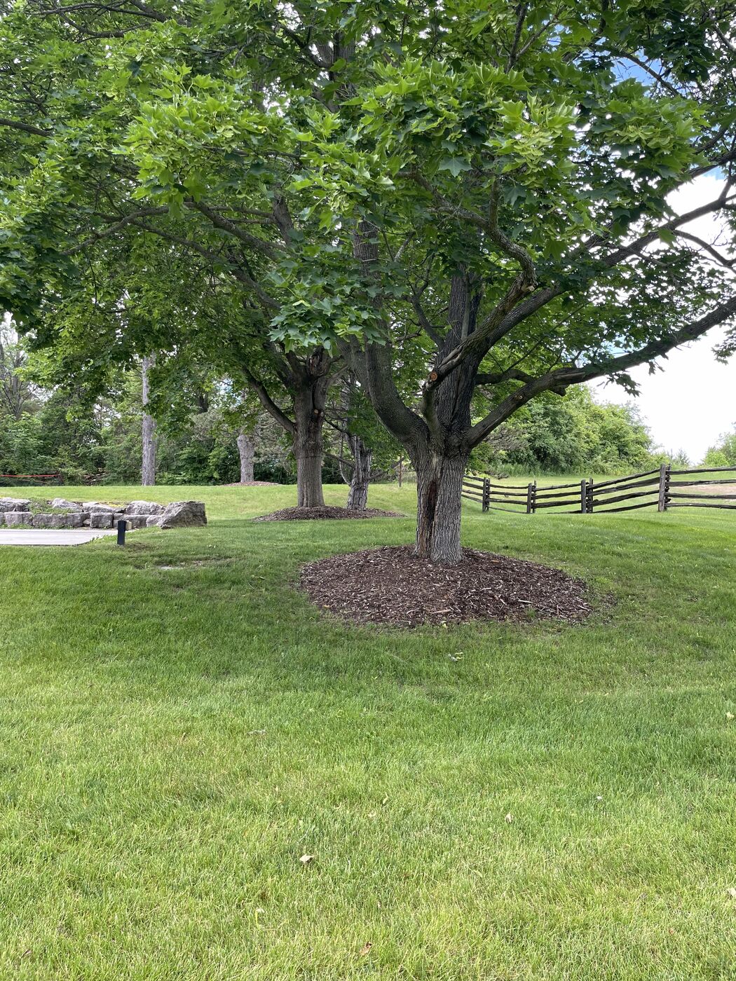Mature tree with a fresh mulch ring on a manicured lawn